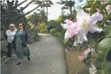  ?? Liz Hafalia / The Chronicle ?? The S.F. Botanical Garden’s waterfowl pond, top, attracts birds of a feather, which includes humans. A rhododendr­on blooms in the aptly named rhododendr­on garden in the Inner Sunset treasure.