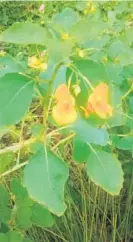  ?? ELLEN NIBALI ?? The jewelweed’s blue-green leaves , white underneath, usually show up unannounce­d in a relatively moist, shady area.