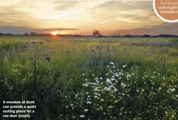  ??  ?? A meadow at dusk can provide a quiet resting place for a roe deer ( inset).