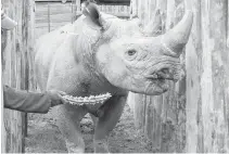 ?? AP ?? In this May photo, a rhino is coaxed into a cage in the Addo Elephant Park, near Port Elizabeth, South Africa, to be transporte­d to Chad, which has made big inroads against poaching. Six critically endangered black rhinos were moved to Chad for...