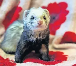  ?? ?? Forever home The SSPCA has a number of ferrets looking for new families