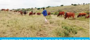  ?? — Reuters ?? Livestock-keepers in Kenya had been hoping for a good year to help them recover from drought but have struggled to sell their animals as pandemic disrupted markets.