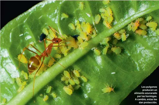  ?? ?? Los pulgones producen un alimento azucarado par las hormigas. A cambio, estas les dan protección.