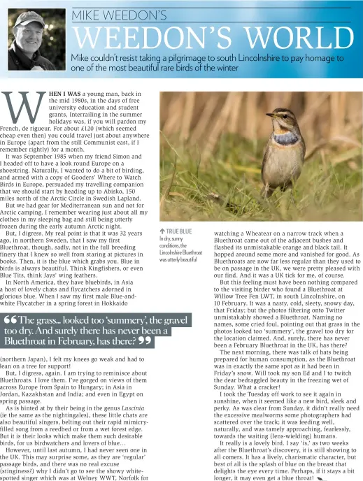  ??  ?? TRUE BLUE In dry, sunny conditions, the Lincolnshi­re Bluethroat was utterly beautiful