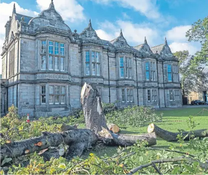  ?? Picture: Steven Brown. ?? The much-loved chestnut tree lies in Madras College grounds.