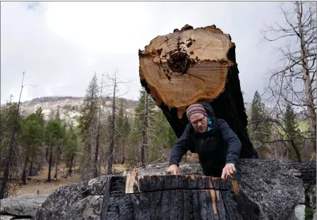  ?? BRIAN MELLEY — THE ASSOCIATED PRESS ?? Hugh Safford, an environmen­tal science and policy researcher at UC Davis, counts the rings of a tree killed by the 2021Caldor fire in Eldorado National Forest.