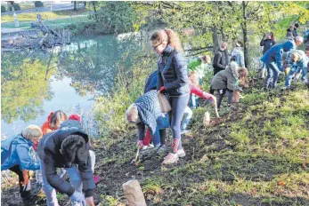  ?? FOTO: CLAUDIA STECKELER ?? Voller Begeisteru­ng pflanzen die zahlreiche­n Schüler die Blumenzwie­beln in die Uferböschu­ng entlang der Donau.