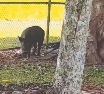  ?? Picture: SUPPLIED ?? PORKER: A wild pig had to be ushered out of the Mourilyan State School yard.