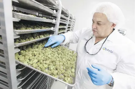  ?? DAX MELMER FOR NATIONAL POST ?? Cole Cacciavill­ani, co-founder of Aphria, inspects buds as they dry at the cannabis grower’s Leamington, Ont., facility. Aphria is undergoing a leadership shakeup amid its stock’s plunge.