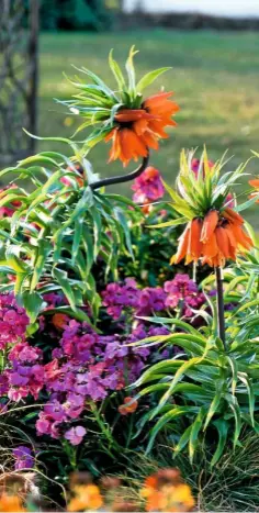  ??  ?? The flaming skirts of ‘Aurora’ planted among rich purple wallflower­s make a border sing with colour.