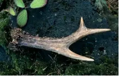  ??  ?? A fallen roe deer antler. Unlike those of the red deer, they usually fall in November. If a deer dies when it has antlers, they are almost impossible to break off, remaining stuck to the skull bone.