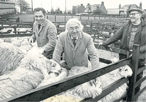  ??  ?? STOCK JUDGING: Aberdeen-based Meat and Livestock Commission officials Bill Golightly, left, of Banchory, and Jim Macdonald, of Aberdeen, grade greyface sheep at the mart at Maud as yardsman Frank Willox, of Turriff, looks on in 1987