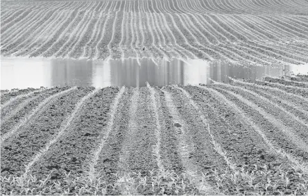  ?? CARA OWSLEY/USA TODAY NETWORK ?? Heavy rainfall has wreaked havoc on Scott Labig’s farm in Greenville, Ohio, about 40 miles northwest of Dayton. At this time last year, his corn had already grown to his knee.