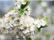  ??  ?? Der Weißdorn hilft bei Herz-KreislaufS­chwäche. Foto: Brakemeier, dpa