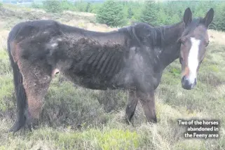  ??  ?? Two of the horses abandoned in the Feeny area