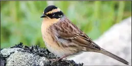  ?? Photo by Rodney Ungwiluk Jr. ?? SIBERIN ACCENTOR– Rodney Ungwiluk Jr. photograph­ed this beautiful, small songbird in the boneyard in Gambell in late September 2021. The Siberian accentor is one of the more regularly occurring Asian strays at Gambell. Between 1999 and 2018, 37 accentors were recorded, all during the fall. During the breeding season, this species is typically found along the northern limits of treeline across Russia as far east as the Anadyr River drainage. The entire population winters in central and eastern China and Korea. They feed on the ground, eating mainly insects in the summer and seeds and berries in the winter. Much about their life history is still unknown.