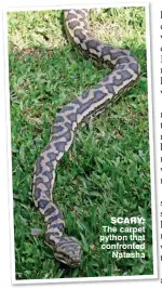  ??  ?? SCARY: The carpet python that confronted Natasha