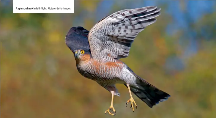  ??  ?? A sparrowhaw­k in full flight. Picture: Getty Images.