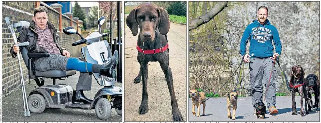  ??  ?? Robert Murison, left, says he suffered a dislocated kneecap when a German pointer called Ruger, centre, being exercised by Adam Baxter, right, a profession­al dog walker, bounded into him, sending him crashing to the ground