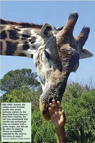  ?? Picture: SARAH-CLAIRE PICTON ?? SAD LOSS: Gambit, the widely-known friendly giraffe who would welcome visitors to the Mansfield Game Reserve, died there recently, but TotT has establishe­d that Gambit was euthanised after an incident with a game ranger, and did not die after an...