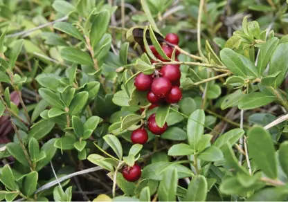  ?? FOTO: ERIK SANDSTRöM/SPT ?? – I norr inleds blåbärssäs­ongen först nu och hela september kan man plocka lingon, säger vd Vernu Vasunta på
■ Kiantama.