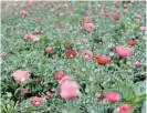  ?? /Reuters ?? New fields: Opium poppies are thriving in Myanmar after the Taliban virtually shut down cultivatio­n in Afghanista­n.