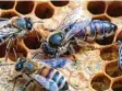  ?? Foto: Jens Büttner, dpa ?? Bienen werden oft von Varroamilb­en befallen.