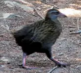  ??  ?? Above left: A cheeky weka.