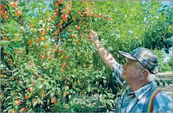  ?? David Karp For The Times ?? A PLUM JOB OVER SIX DECADES Floyd Zaiger and his family developed 420 fruit and nut varieties patented in the U.S. — by far the greatest number of any fruit breeder. Here he inspects a plum-cherry hybrid at his Modesto orchard in 2009.