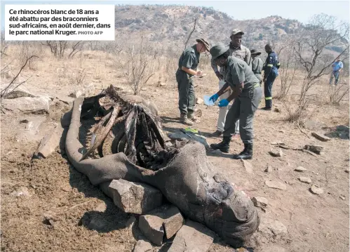  ?? PHOTO AFP ?? Ce rhinocéros blanc de 18 ans a été abattu par des braconnier­s sud-africains, en août dernier, dans le parc national Kruger.