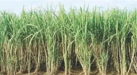  ??  ?? Sugarcane plantation file picture