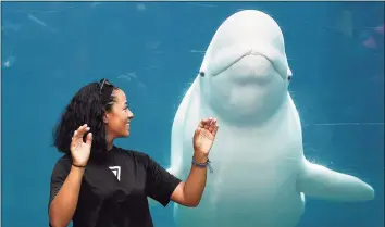  ?? Sean D. Elliot / Associated Press ?? In this July 5, 2018, file photo, Leslie Abreu reacts to the looming presence of Juno, one of the Beluga whales at Mystic Aquarium.The aquarium has agreed to delay its acquisitio­n of five beluga whales for research amid a lawsuit by an animal rights group trying to stop the delivery.