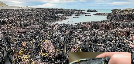  ?? TREVOR BURKHART/JEREMY WILKINSON/STUFF ?? Blackfoot pa¯ua are a taonga species seen as part of a classic Kiwi summer by the sea, but not in Kaiko¯ ura and south Marlboroug­h this summer.