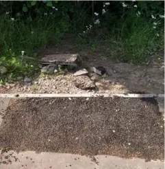  ?? Picture: Ralph Tebby ?? STREWN: THe surface was thrown into hedges