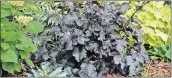  ?? [PROVEN WINNERS] ?? Black Pearl heuchera contrasts dramatical­ly with its lighter-leaved neighbors.