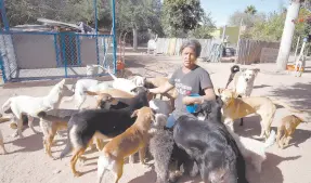  ?? ?? l La rescatista Dámaris Acosta Ruiz necesita del apoyo de todos para alimentar a los 152 perros que tiene en su refugio.