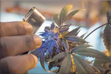  ?? Peter DaSilva
For The Times ?? A STUDENT at cannabis-focused Oaksterdam University in Oakland examines a marijuana plant before a horticultu­re class. Advocates have proposed several ballot measures to legalize recreation­al marijuana use.