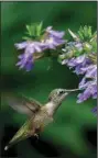  ?? ?? A hummingbir­d feeds on Whirlwind Starlight scaevola. (TNS/Norman Winter)