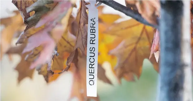  ?? GRAHAM HUGHES / THE CANADIAN PRESS ?? A sign for an oak at Place de Vimy in a Montreal park on Sunday. Months after the park was inaugurate­d in 2017, many of its trees were destroyed in a fierce windstorm. Now, as the city replants, it will include oaks descended from acorns brought back from Vimy by a Canadian soldier in 1917.