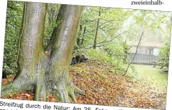  ?? ARCHIV-BILD: BETTMANN ?? Streifzug durch die Natur: Am 25. Februar durch das Naturdenkm­al führt ein Spaziergan­g
„Hoop“.