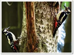  ??  ?? RESPITE: A pair of great spotted woodpecker­s in a Bristol park