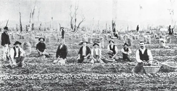  ?? ?? Onion harvest on Cawood’s Flats, Apollo Bay, in 1895.