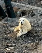  ?? AP ?? A patient Madison waits near his home in the days after the Camp Fire.