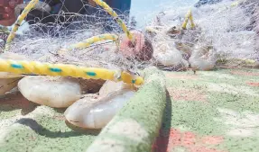  ?? ?? l Pese al incremento de la pesca de camarón en Sonora en 2023 se obtuvieron menos ganancias.