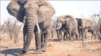  ??  ?? Living on the edge of Gonarezhou National Park, the Malipati community suffers raids from elephants, lions and jackals, which leave the community counting crop and livestock losses