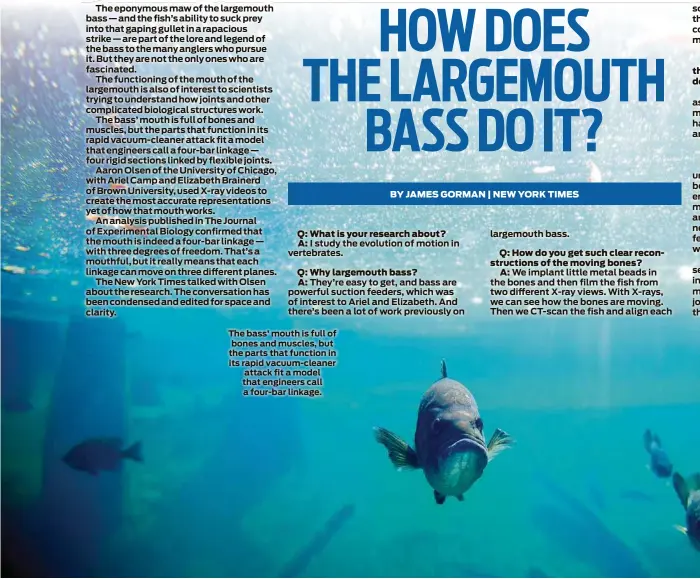  ??  ?? The bass’ mouth is full of bones and muscles, but the parts that function in its rapid vacuum-cleaner attack fit a model that engineers call a four-bar linkage.