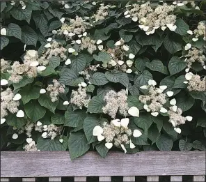  ?? The Washington Post/ADRIAN HIGGINS ?? The Japanese hydrangea vine is one of the 19th-century introducti­ons from Japan that has remained a valued garden plant. It blooms in May.