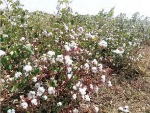  ??  ?? A cotton farm in Adamawa