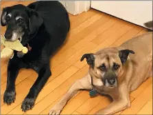  ?? CAMERON GEAREN VIA AP ?? This photo provided by Cameron Gaeren shows rescue dog Zack, right, who joined her household that already included Roxy, left, in their home in Chicago, Ill. Gearen advises other pet owners that the transition to becoming a two-pet household can be more challengin­g — and more expensive — than they might imagine.