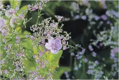  ??  ?? Sea Lavender (Limonium latifolium) offers dense clouds of minute lavender coloured flowers that peak in late summer, a single prairie petunia (Ruellia humilis) is highlighte­d.